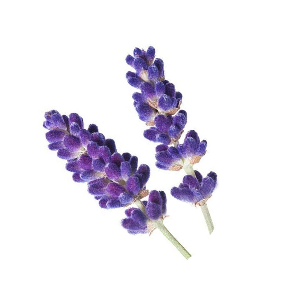 LAVANDA